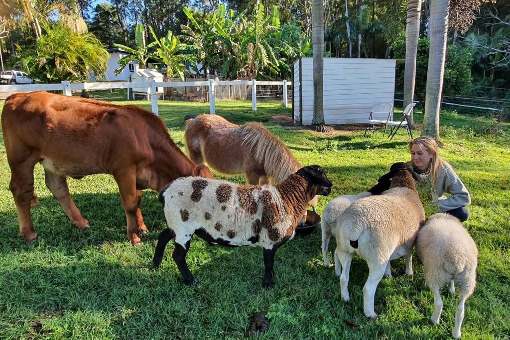 Cabin Country Retreat Paskins Farm Palmwoods 外观 照片